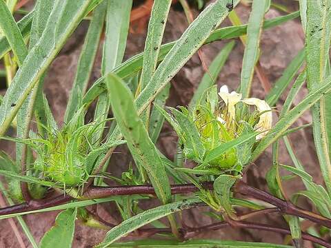 Image of Crabbea angustifolia Nees