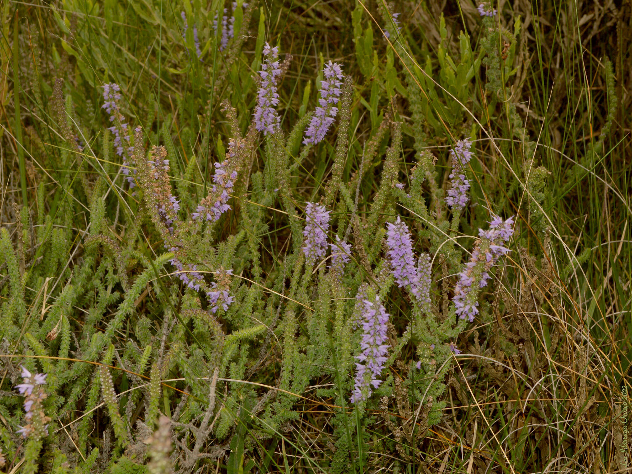 Image de Cunila galioides Benth.