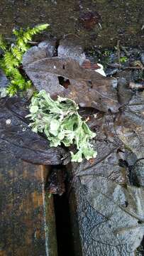 Image of Cartilage lichen