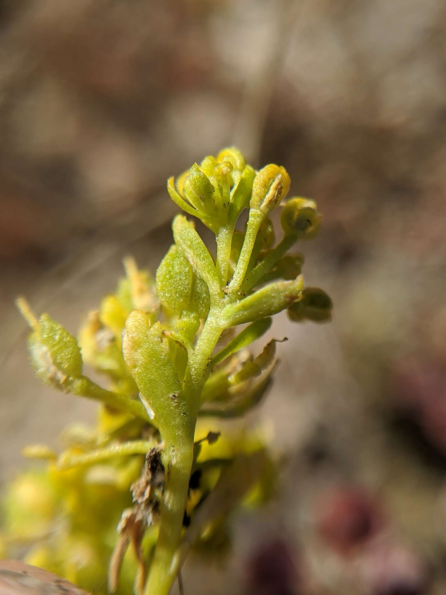 Image of yellow pepperweed