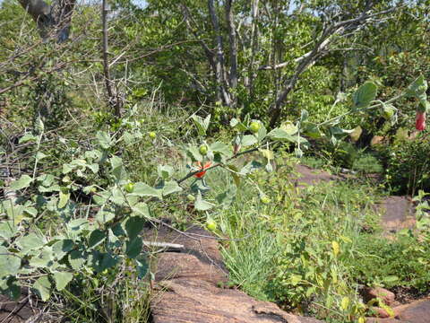 Hibiscus waterbergensis Exell的圖片