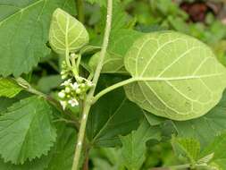 صورة Marsdenia coulteri Hemsl.