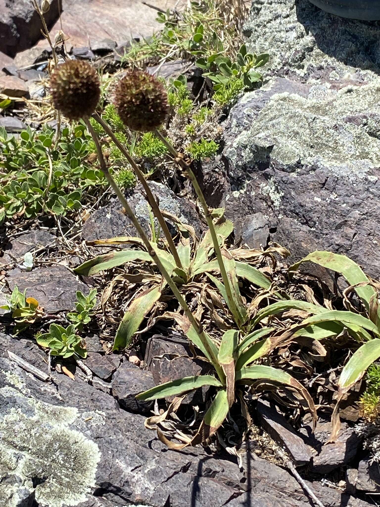 Image of Eryngium sanguisorba Cham. & Schltdl.