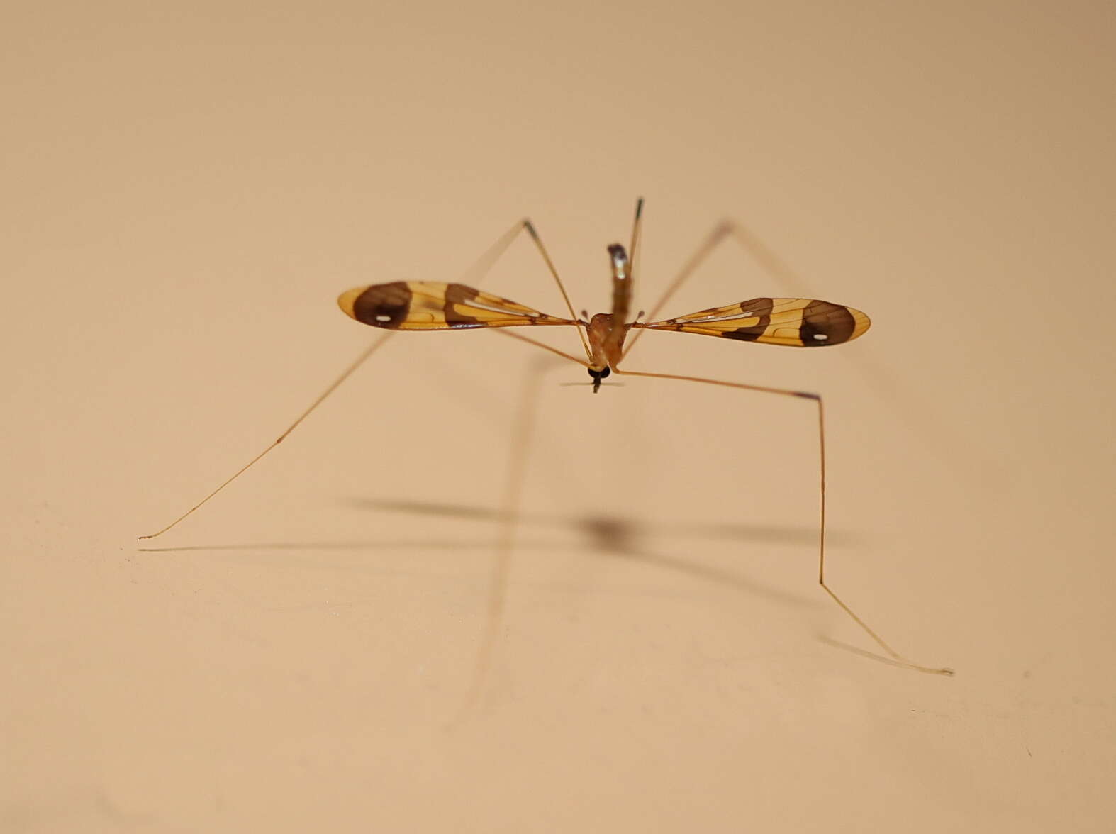 Image of Dapanoptera richmondiana Skuse 1896