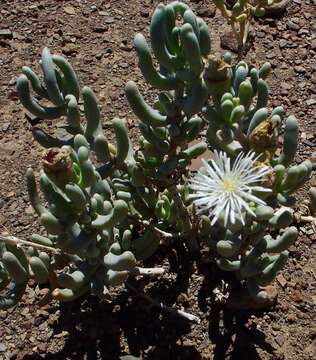 Image of Mesembryanthemum tetragonum Thunb.