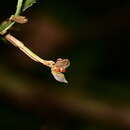 Image of Pleurothallis miranda Luer