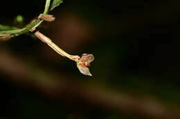 Image of Pleurothallis miranda Luer