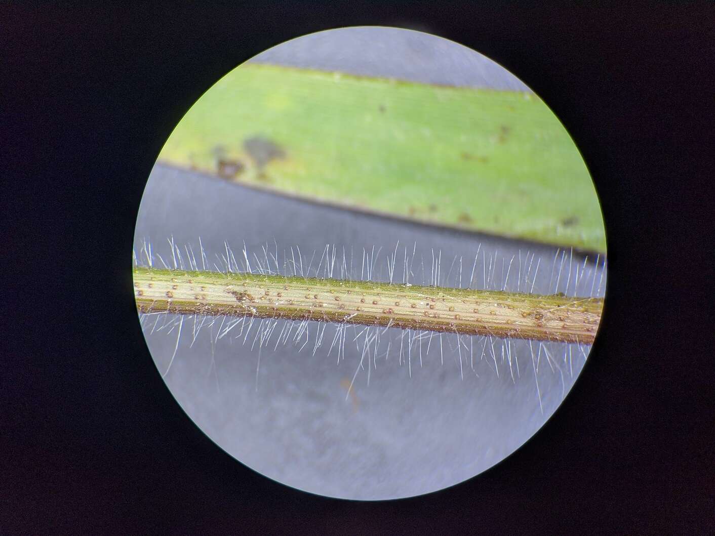 Image of western panicgrass