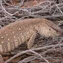 Imagem de Varanus albigularis albigularis Daudin 1802