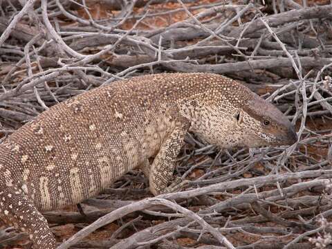 Image of White-throated Monitor