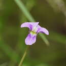 صورة Viola betonicifolia subsp. betonicifolia