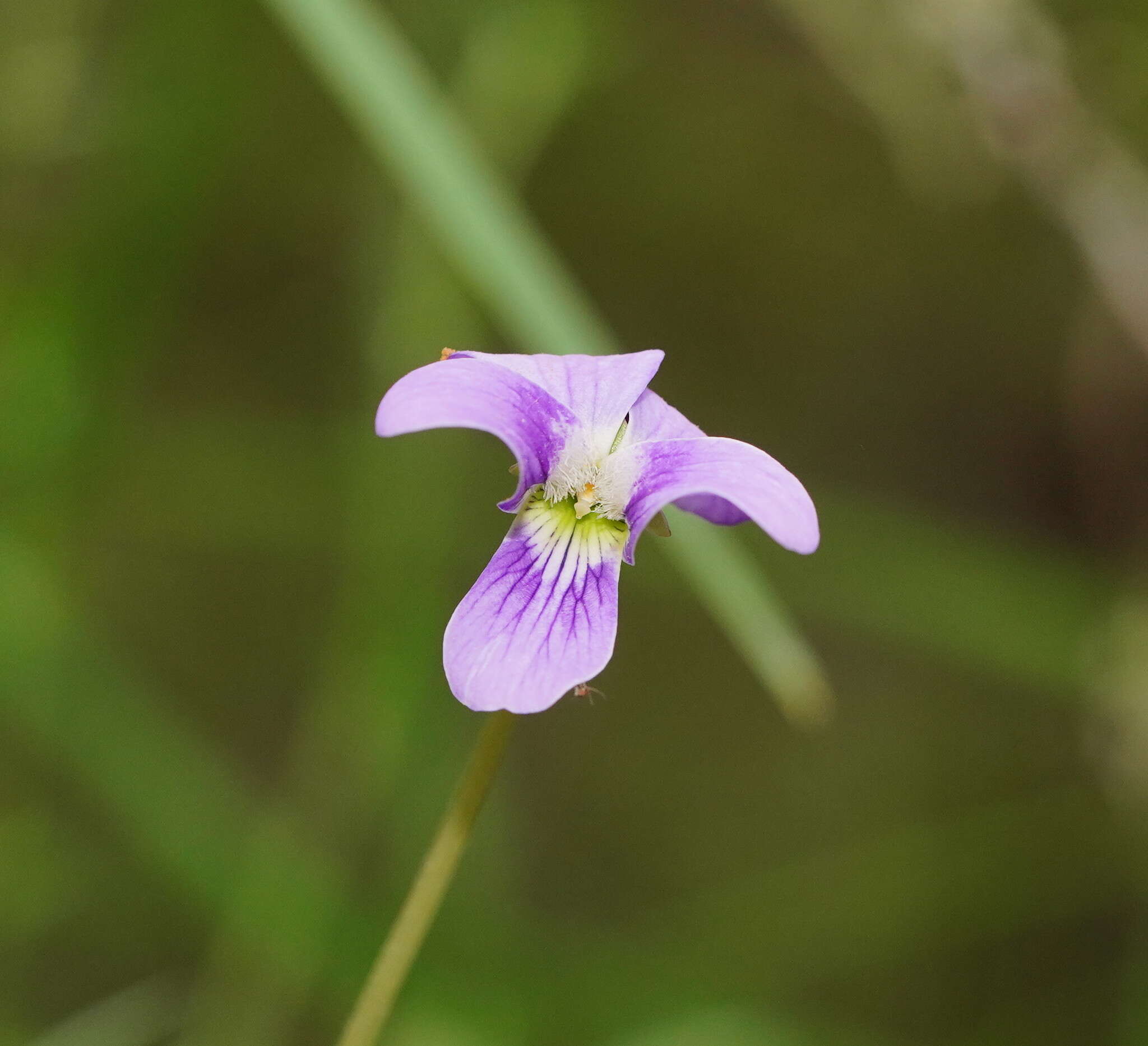 Image de Viola betonicifolia subsp. betonicifolia