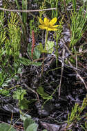 Image of Yellow Thimbleweed