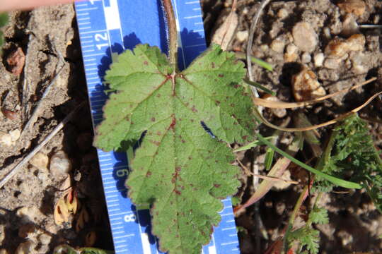 Image of Mediterranean stork's bill