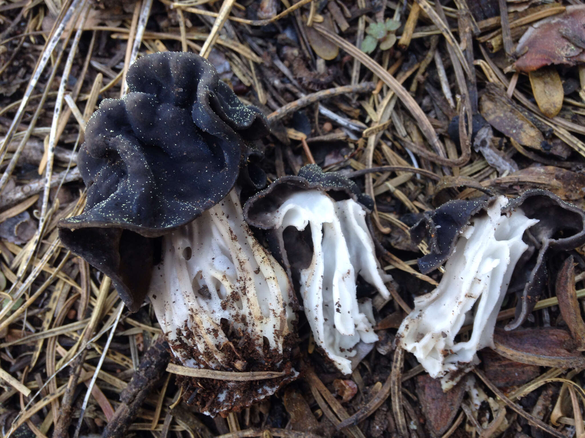 Image of Helvella vespertina N. H. Nguyen & Vellinga 2013