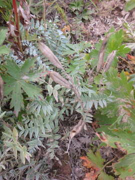 Image of Oxytropis exserta Jurtzev