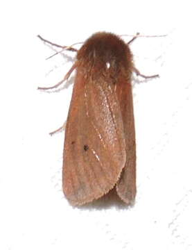 Image of Phragmatobia Stephens 1828