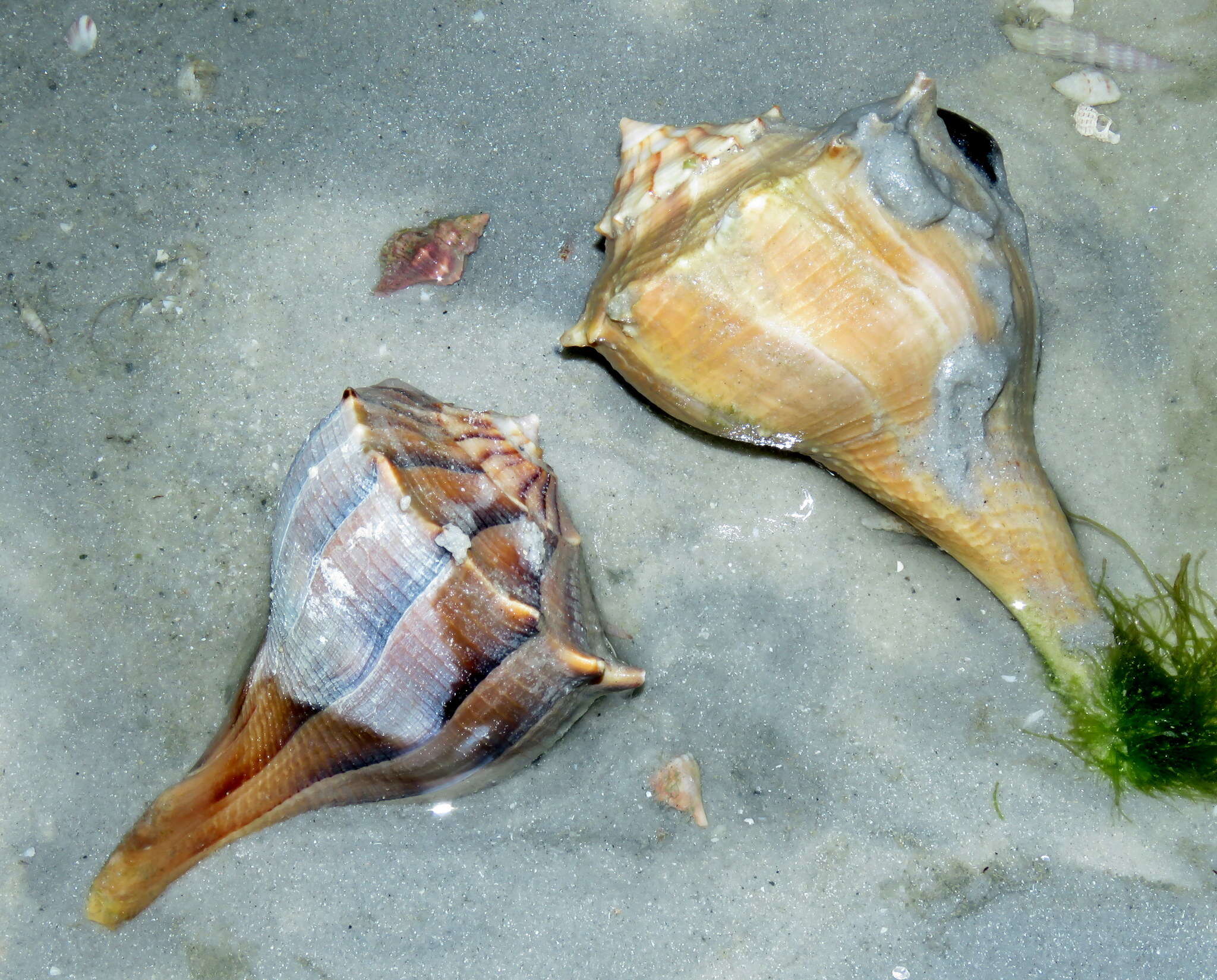 Image of Sinistrofulgur sinistrum (Hollister 1958)