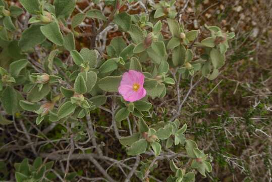 Imagem de Cistus parviflorus Lam.