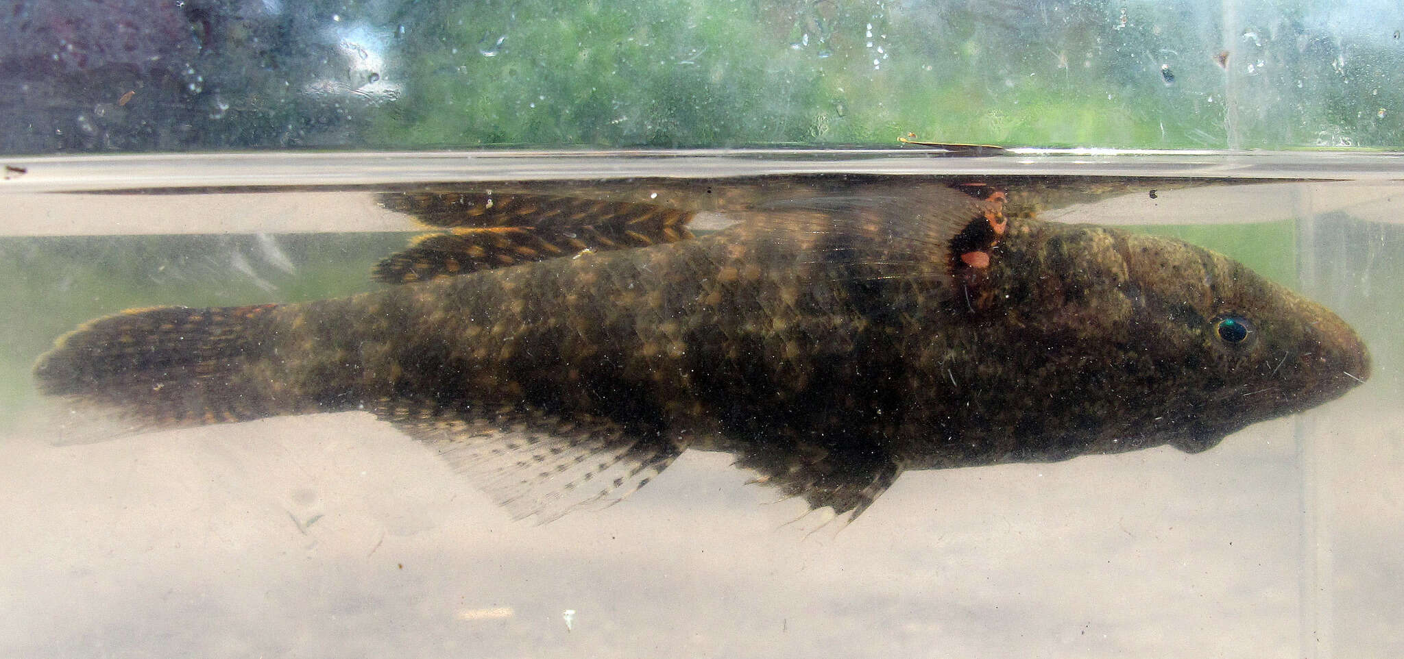 Image of Olive flathead-gudgeon