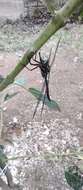 Image of Riffle Darner