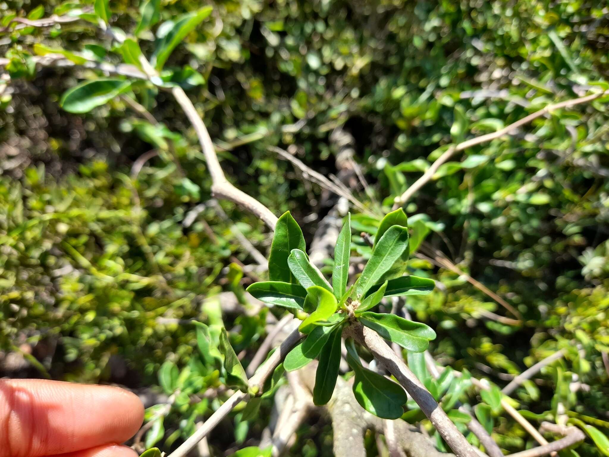 Image of Fockea edulis (Thunb.) K. Schum.