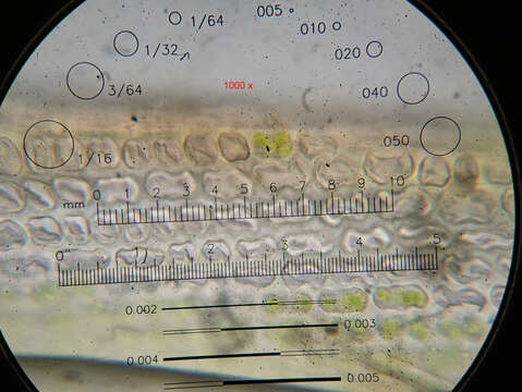 Image of schistidium moss