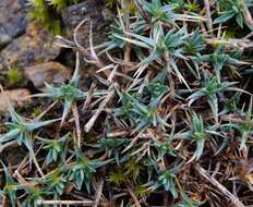 صورة Dianthus humilis Willd. ex Ledeb.