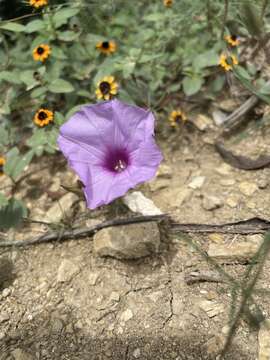 Sivun <i>Ipomoea <i>ternifolia</i></i> var. ternifolia kuva