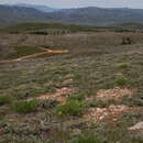 Lomatium graveolens (S. Wats.) R. D. Dorn & R. L. Hartman resmi