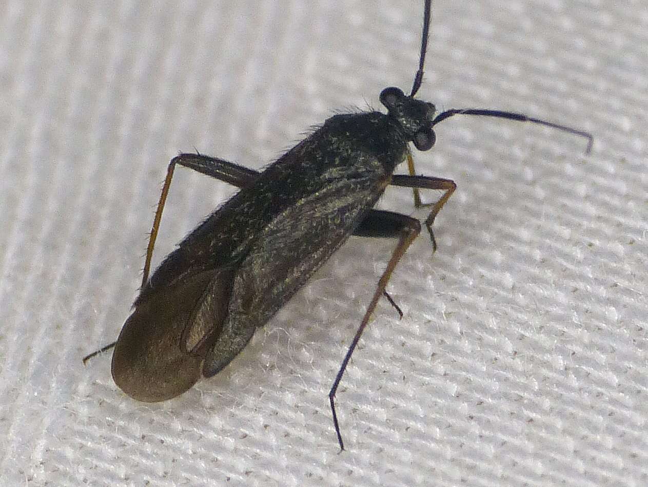 Image of Plant bug