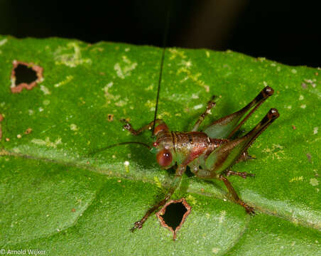 Imagem de Lipotactes virescens Ingrisch 1995