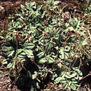 Image of Plantago alpestris B. Briggs, Carolin & Pulley