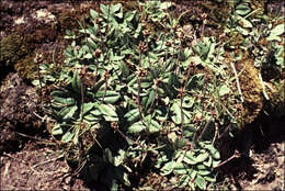 صورة Plantago alpestris B. Briggs, Carolin & Pulley