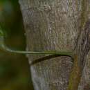 Image of Carronia pedicellata L. L. Forman