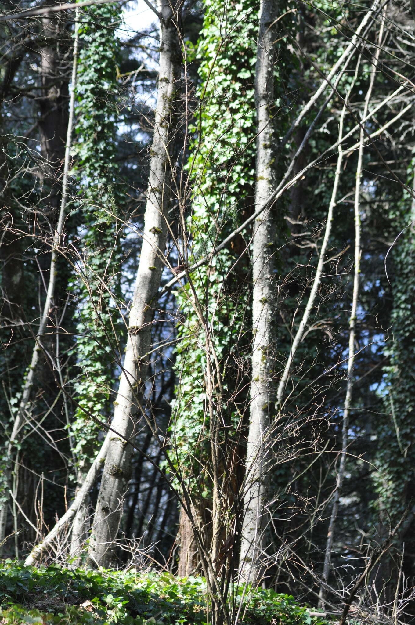 صورة Hedera hibernica Poit.