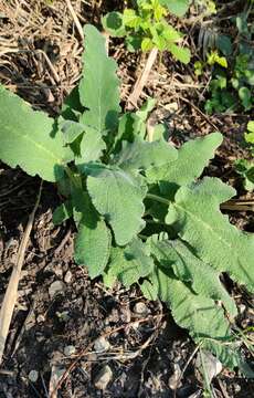 Image of Stachys viticina Boiss.