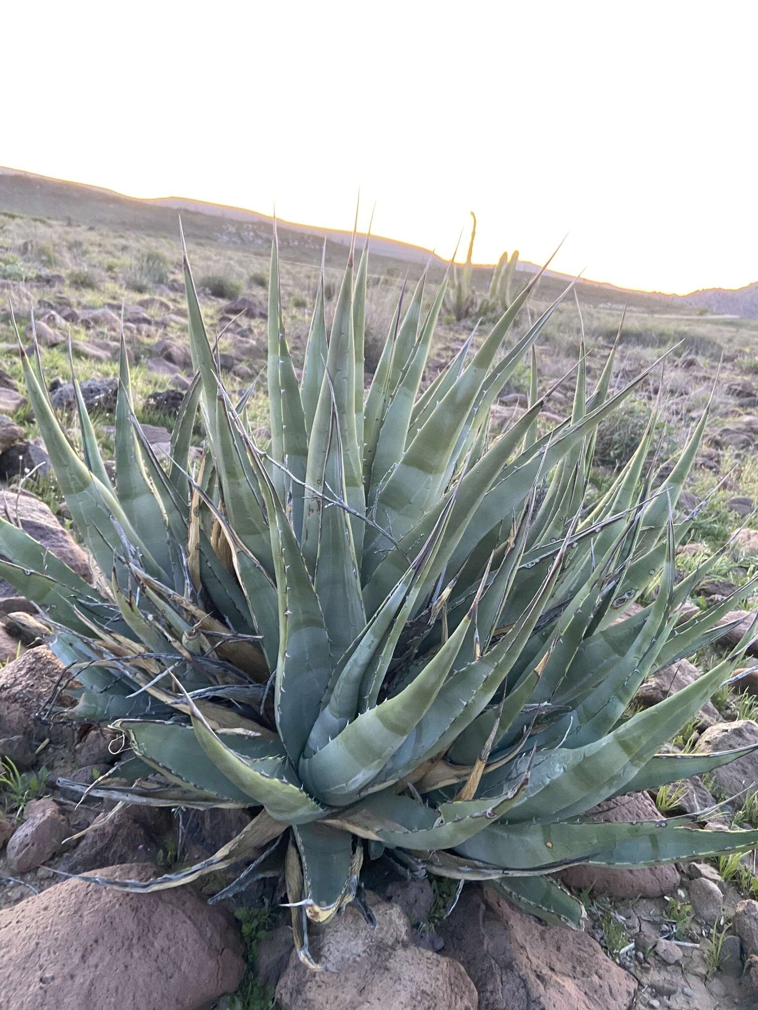 صورة Agave cerulata Trel.