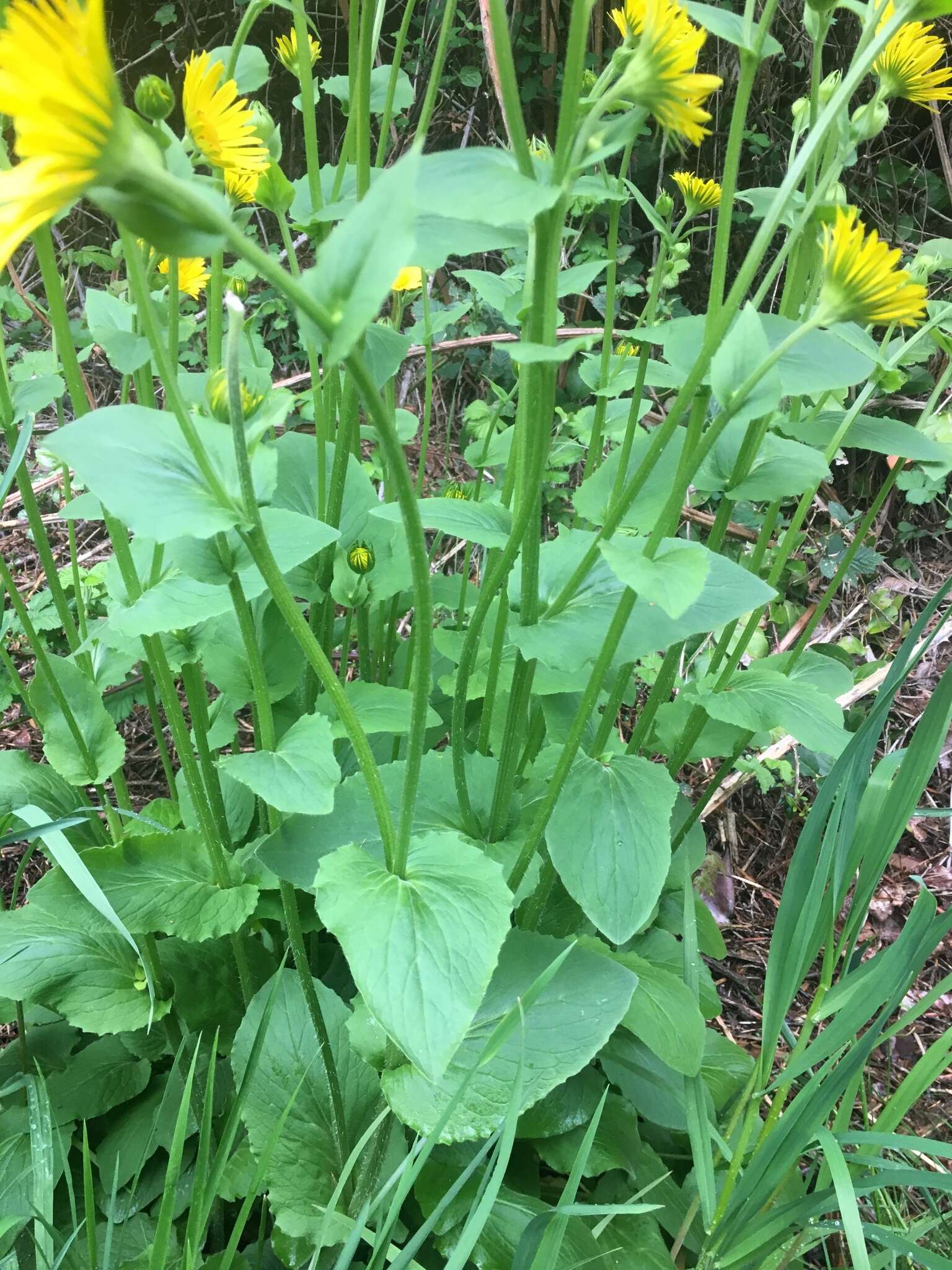 Imagem de Doronicum pardalianches L.