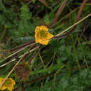 Imagem de Geum peruvianum Focke