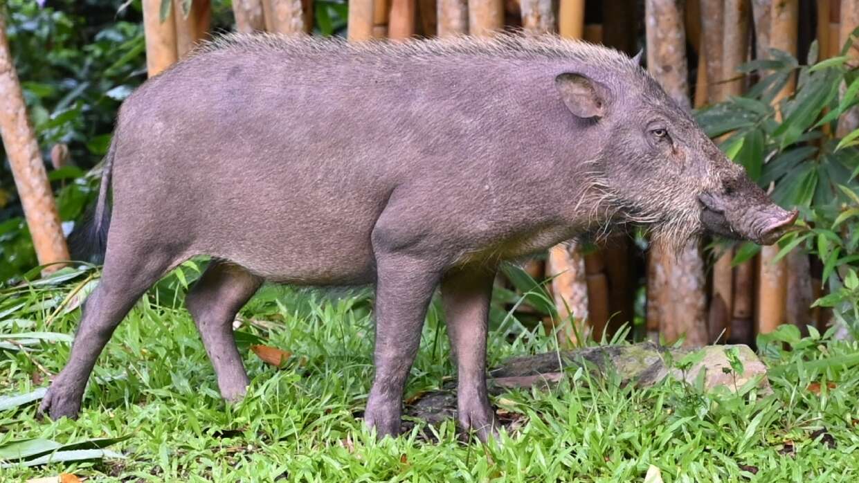 Image of Bearded Pig