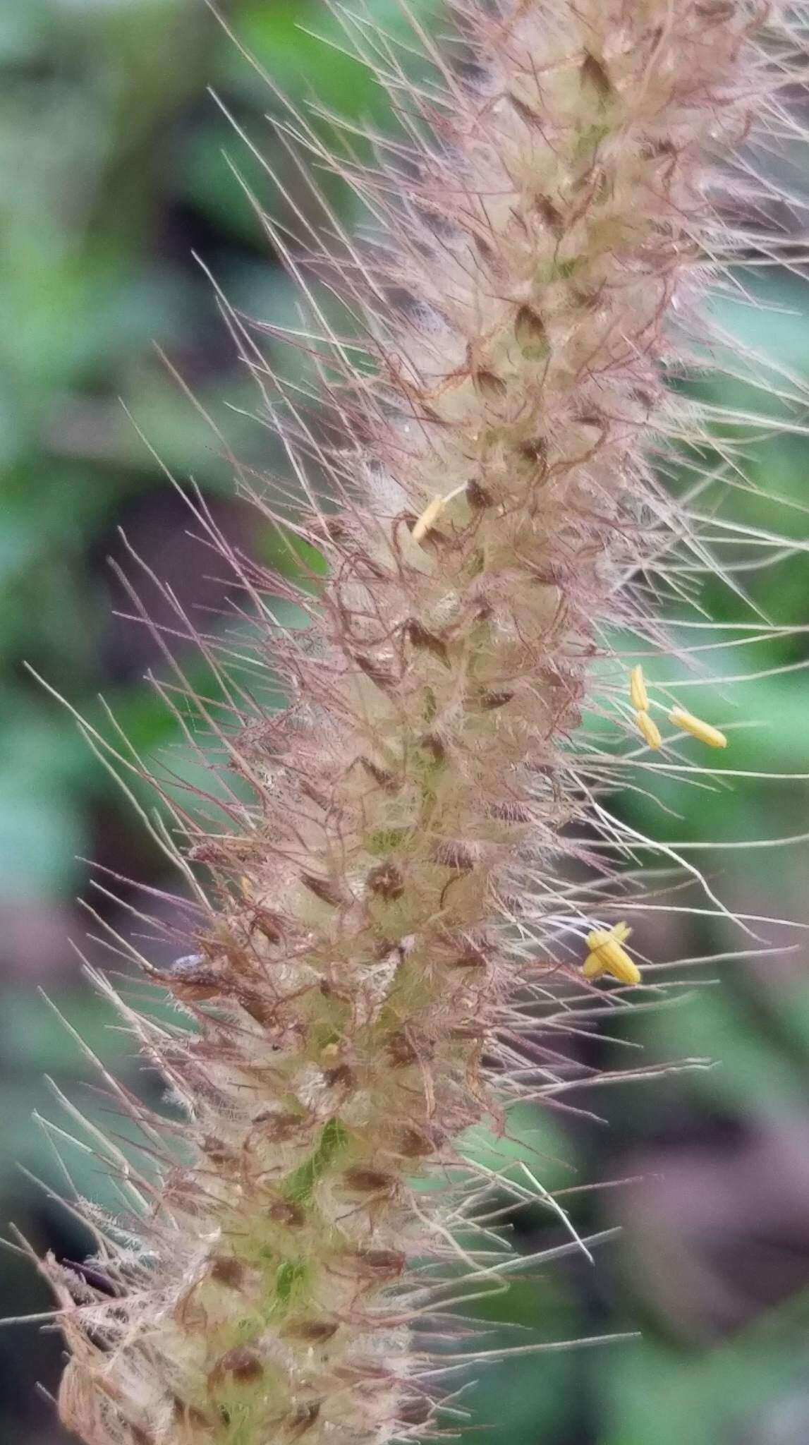 Sivun Cenchrus polystachios (L.) Morrone kuva