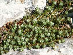 Image of nailwort