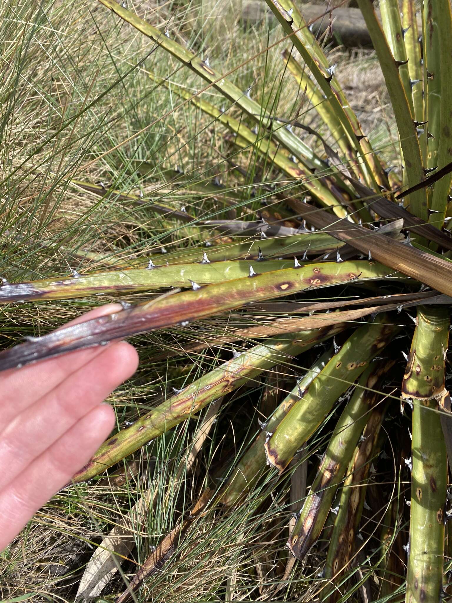 Image of Puya clava-herculis Mez & Sodiro