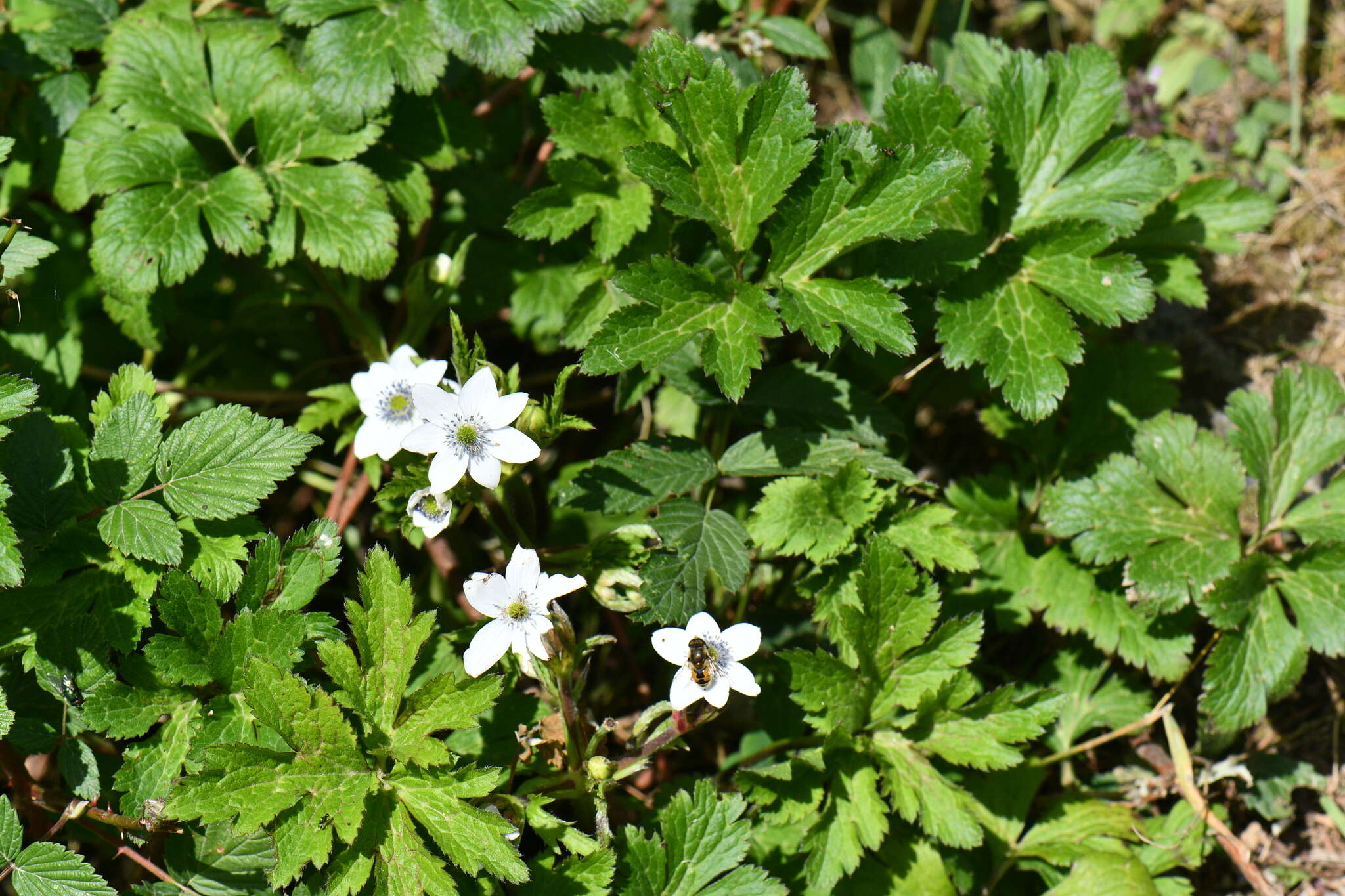 Image of Himalayan windflower