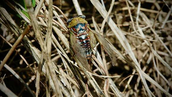 Image of <i>Megatibicen pronotalis walkeri</i>