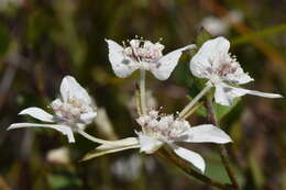 Image of Xanthosia rotundifolia DC.