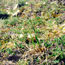 Image of wideleaf arctic woodrush