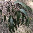 Слика од Eucalyptus studleyensis Maiden