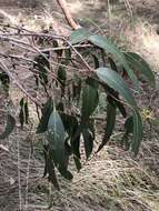 Image of Eucalyptus studleyensis Maiden